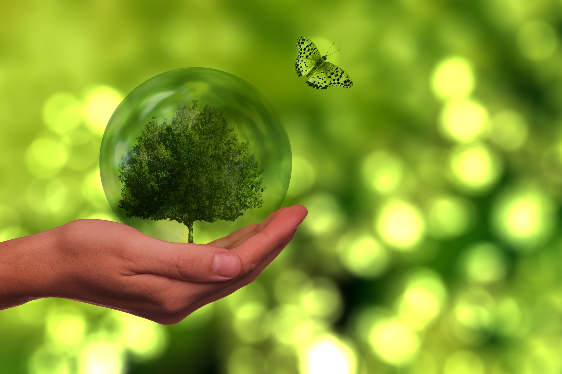 Eine Hand hält eine Kugel, in der sich ein Miniaturbaum befindet. EIn Schmetterling fliegt rechts über der Kugel. Der Hintergrund ist unscharf ein grüner, lichtdurchfluteter Wald.